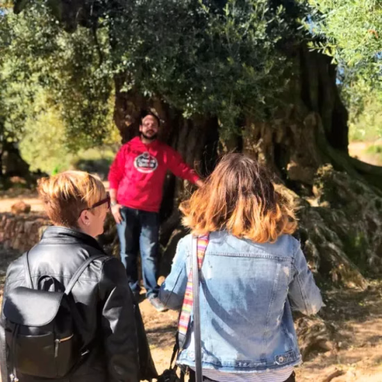 Visita guiada y cata de aceites de olivos milenarios en Traiguera